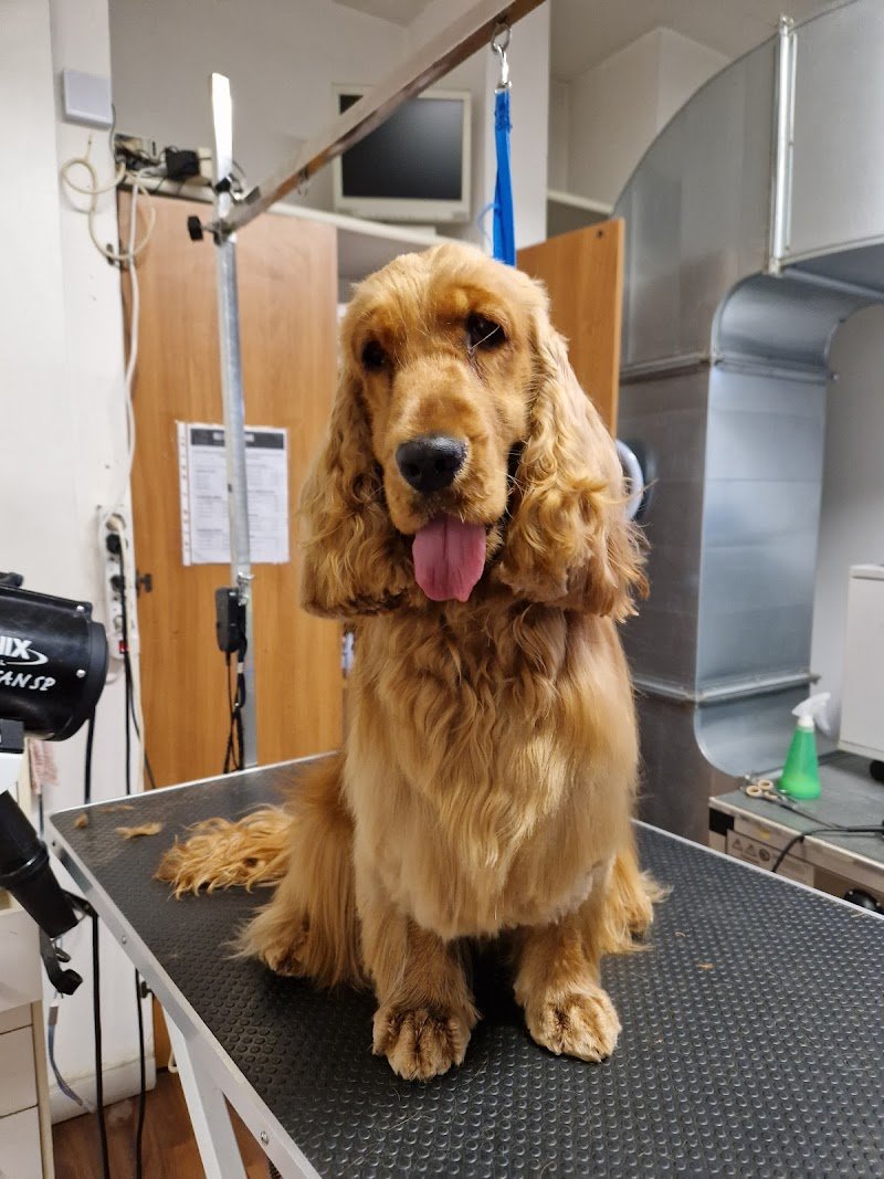 Gli AristoCani Toeletta e agenzia di Pet sitting - Foto 4