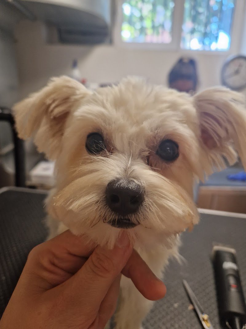 Gli AristoCani Toeletta e agenzia di Pet sitting - Foto 5