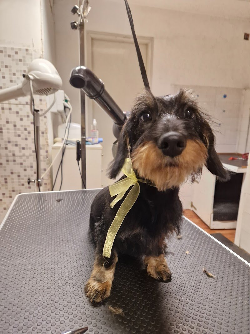 Gli AristoCani Toeletta e agenzia di Pet sitting - Foto 6