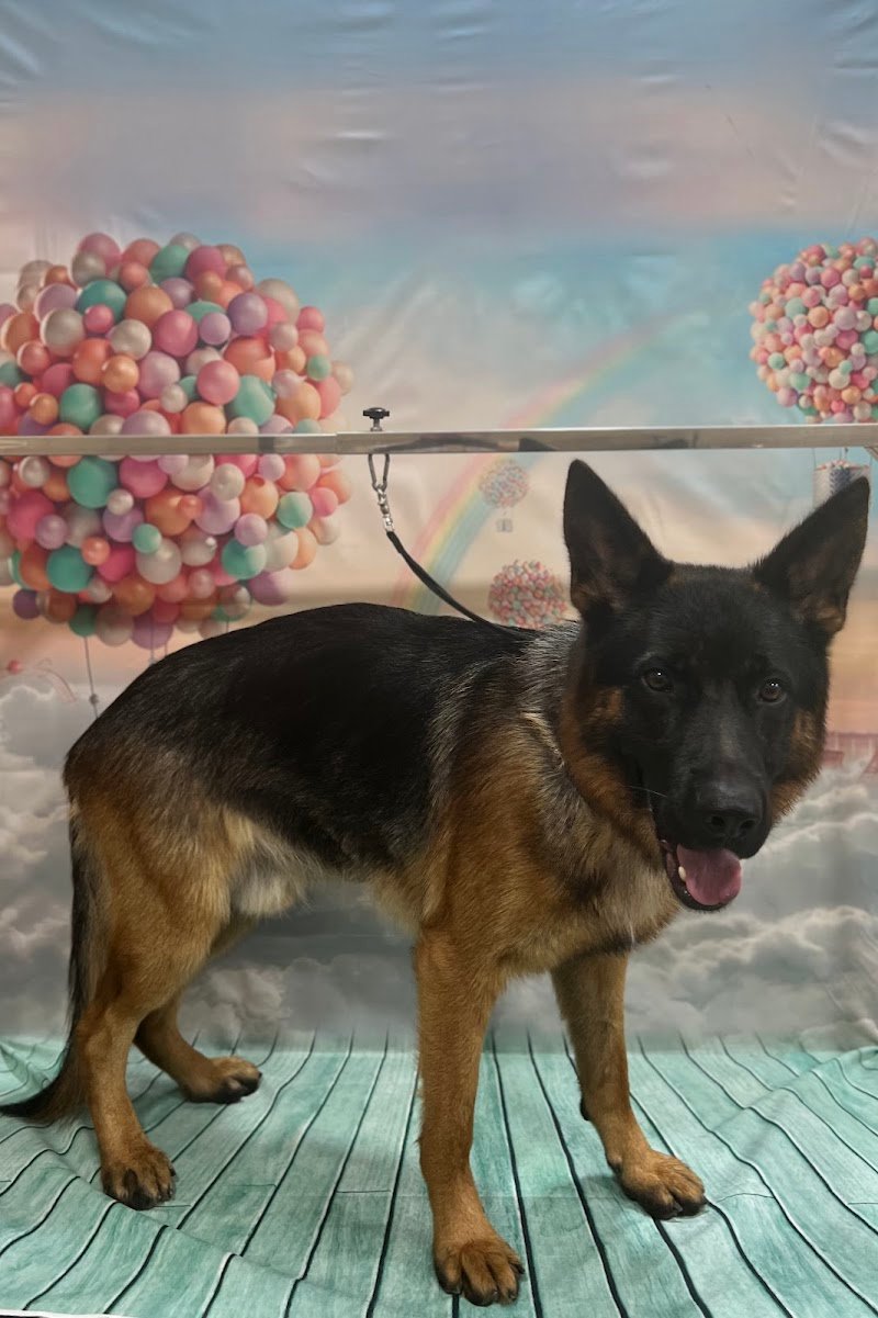 Gli Aristocuccioli - Foto 5