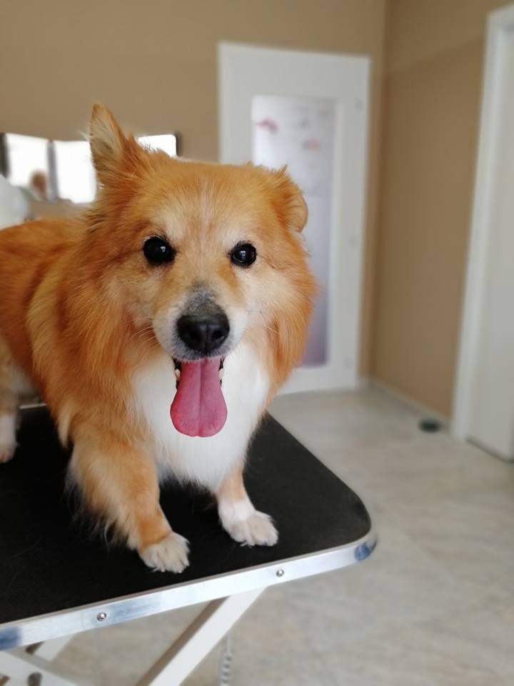 Gli Aristogatti Cuneo - Foto 2