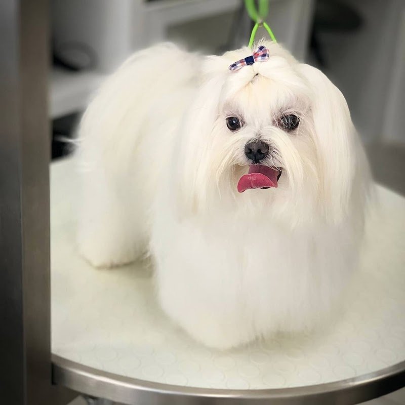 Gold Beauty Toelettatura - Foto 1