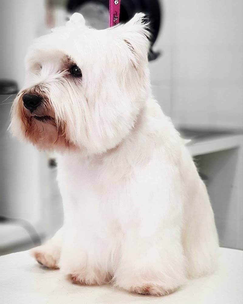 Gold Beauty Toelettatura - Foto 2