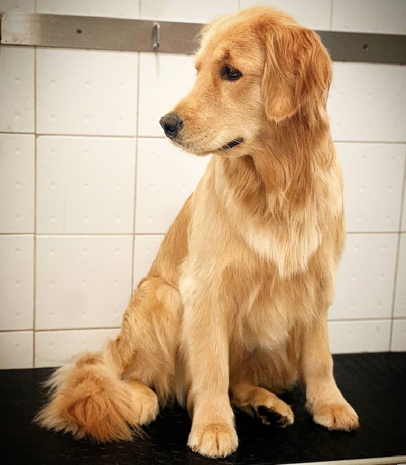 Gold Beauty Toelettatura - Foto 3