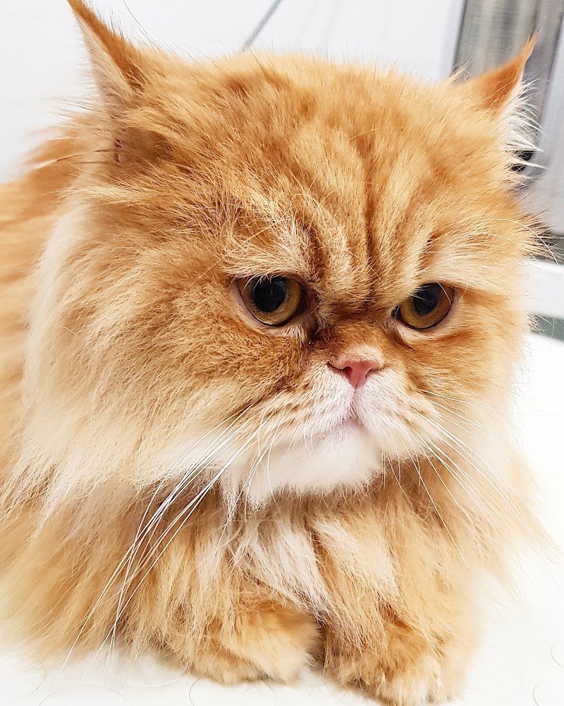 Gold Beauty Toelettatura - Foto 4