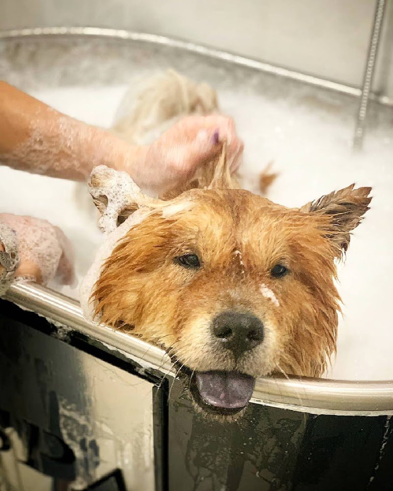 Gold Beauty Toelettatura - Foto 5