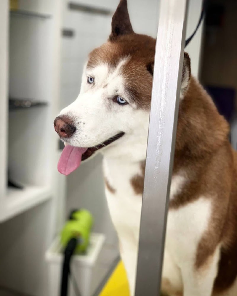 Gold Beauty Toelettatura - Foto 6