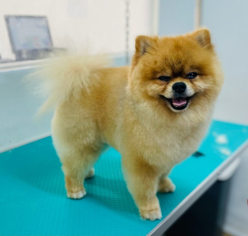 Good Dog - Salon Toelettatura - Foto 1