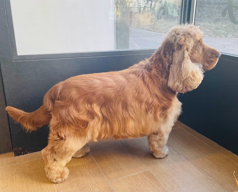 Good Dog - Salon Toelettatura - Foto 3