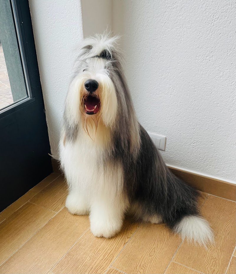 Good Dog - Salon Toelettatura - Foto 5