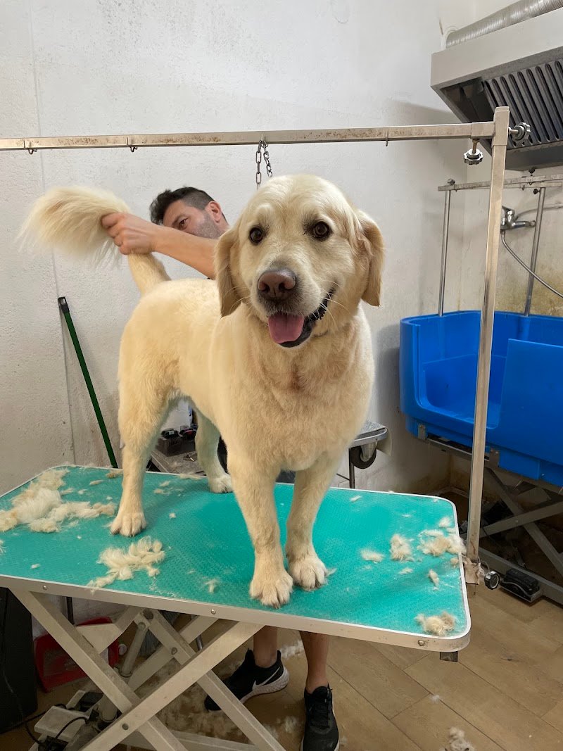 Good Dog - Salon Toelettatura - Foto 6