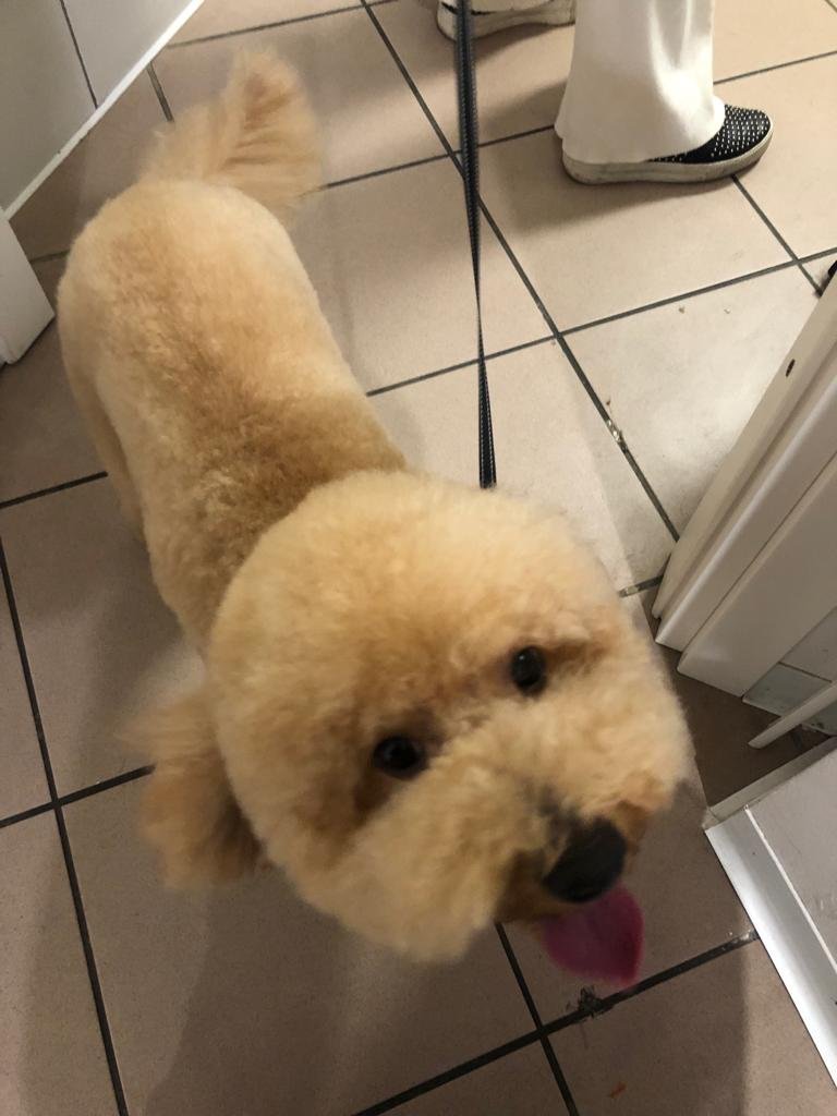 Gregory Pet di Alessia Mazza - Toelettatura cani e gatti - Foto 1