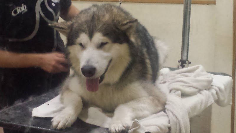 Gregory Pet di Alessia Mazza - Toelettatura cani e gatti - Foto 3