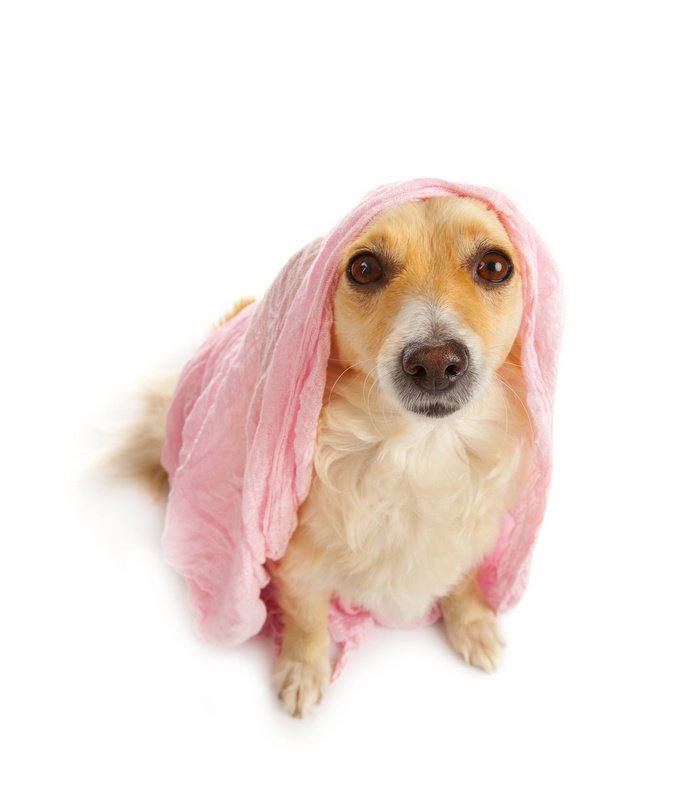 Gregory Pet di Alessia Mazza - Toelettatura cani e gatti - Foto 5