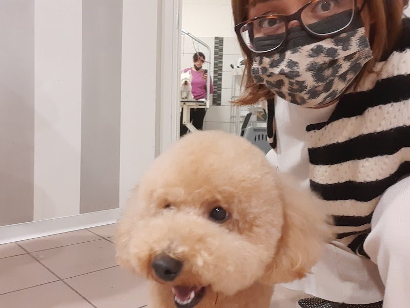 Gregory Pet di Alessia Mazza - Toelettatura cani e gatti - Foto 6