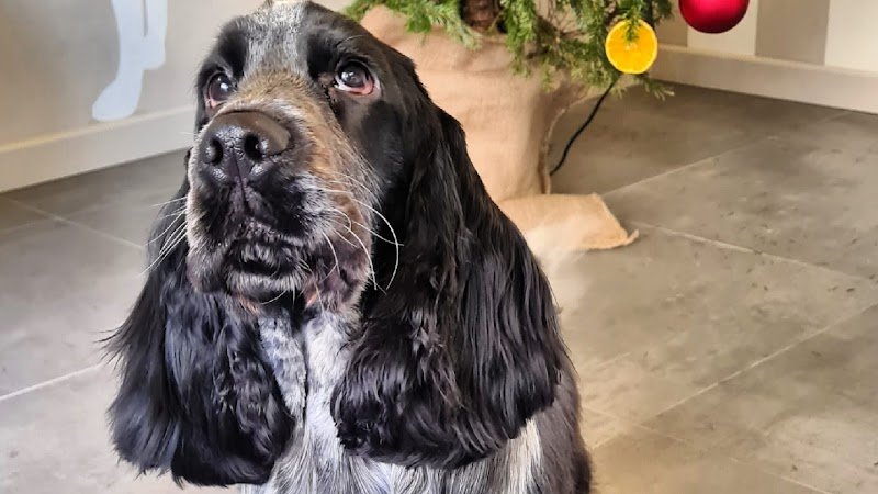 GROOM Toilette per animali - Foto 1