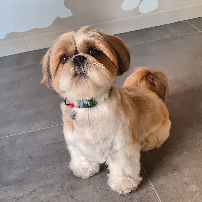 GROOM Toilette per animali - Foto 3