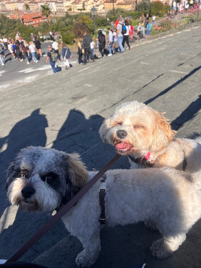 GROOM Toilette per animali - Foto 5