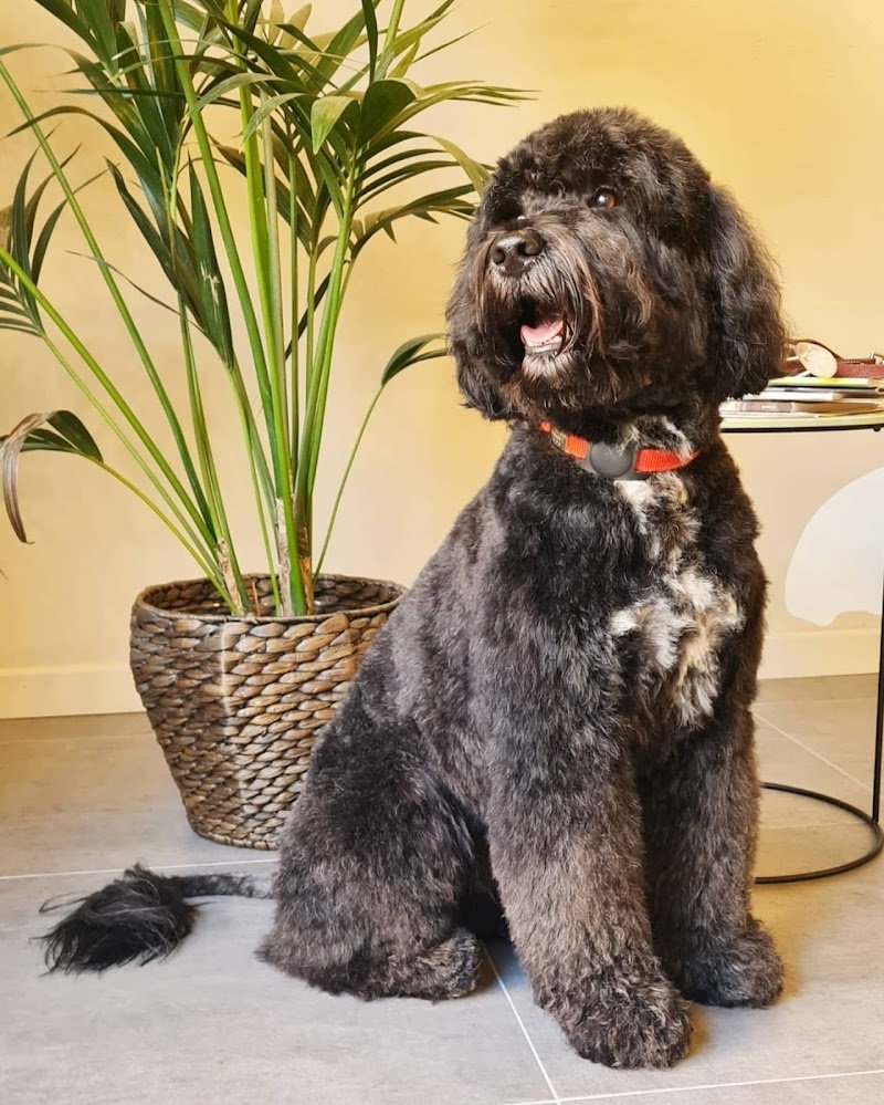 GROOM Toilette per animali - Foto 6