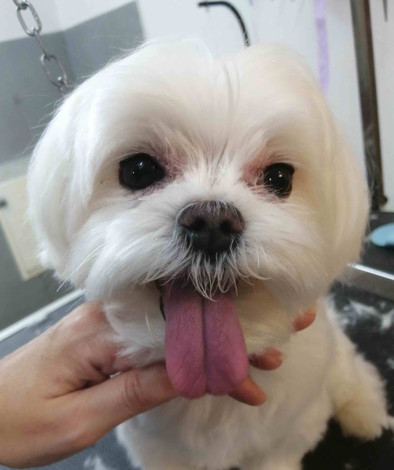 Grooming 4Pets - Foto 1