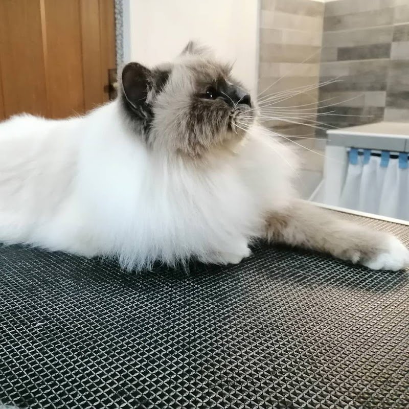 Grooming 4Pets - Foto 3