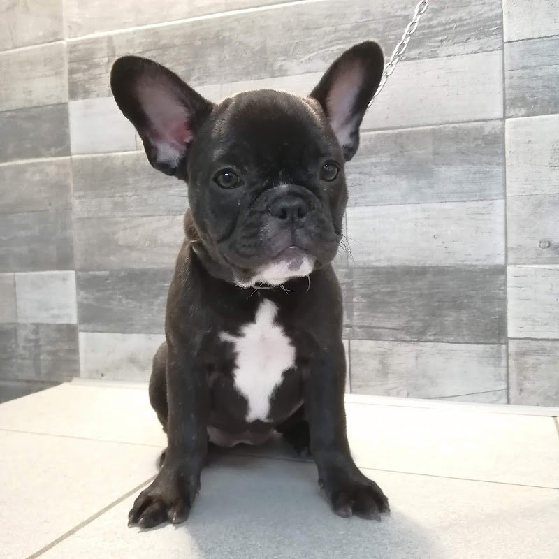 Grooming 4Pets - Foto 4