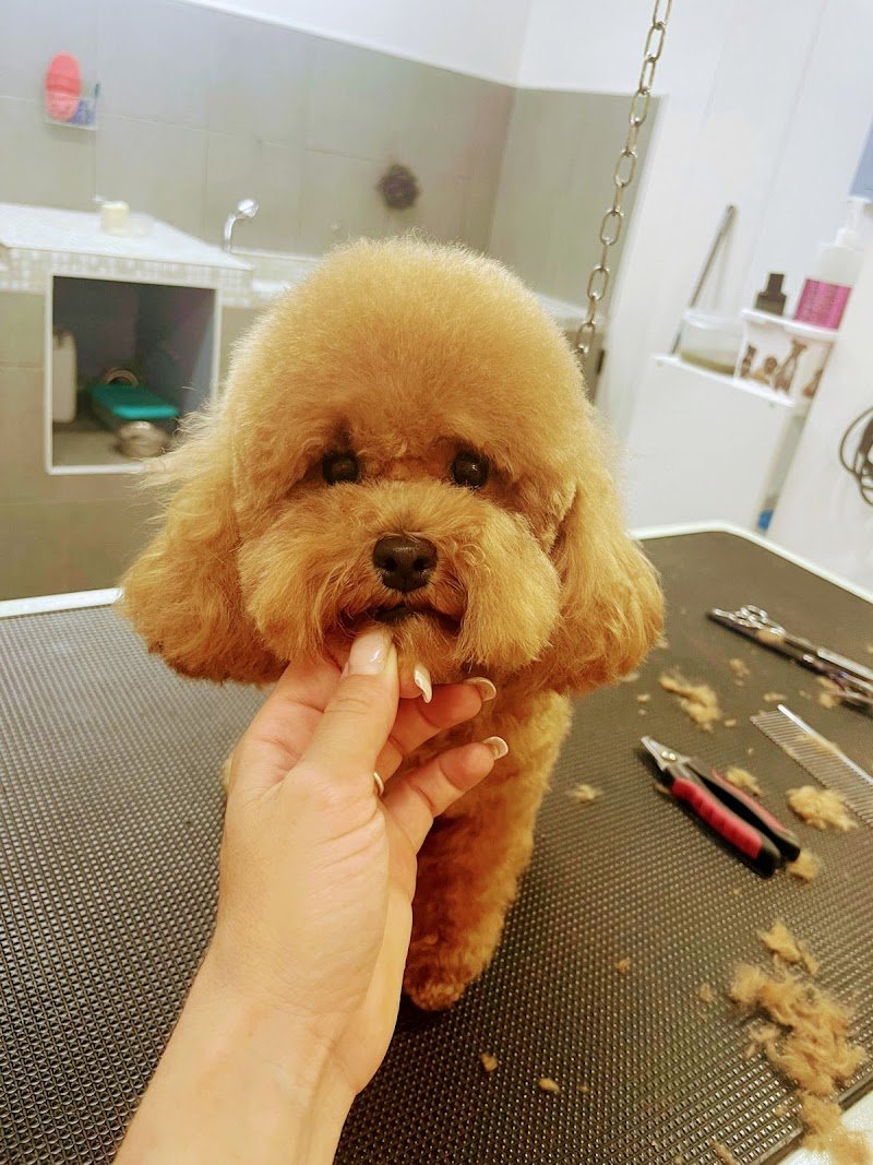 Grooming 4Pets - Foto 5