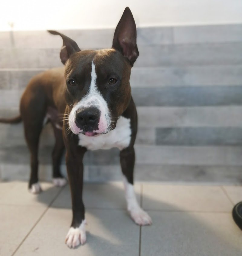 Grooming 4Pets - Foto 6