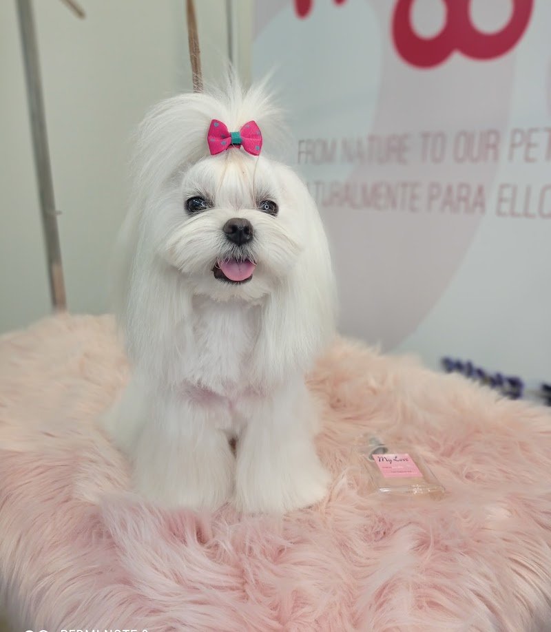 Grooming Center - Toelettatura e Spa Animali - Foto 1