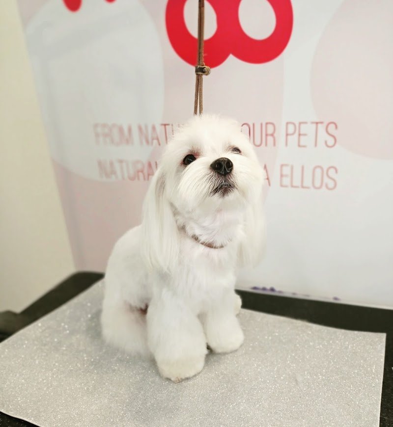 Grooming Center - Toelettatura e Spa Animali - Foto 4