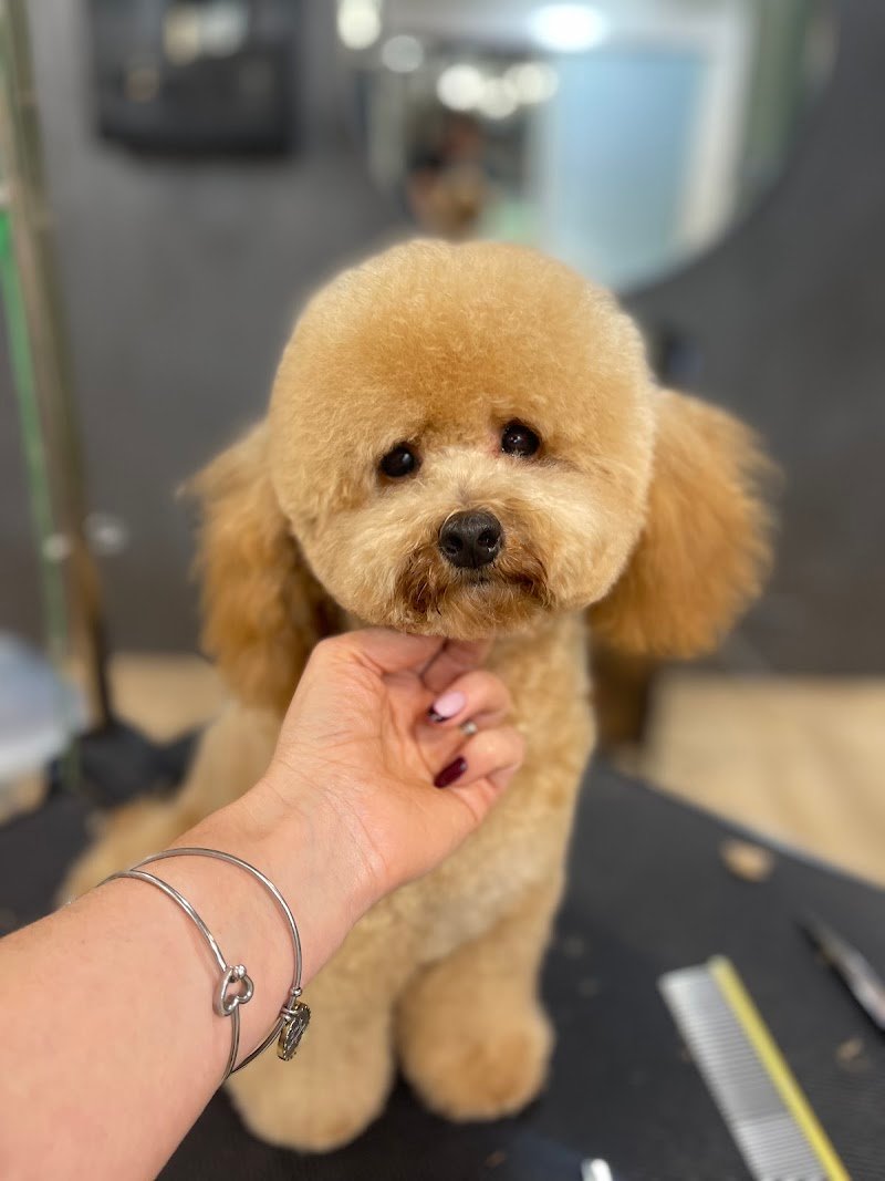 Grooming Center - Toelettatura e Spa Animali - Foto 5