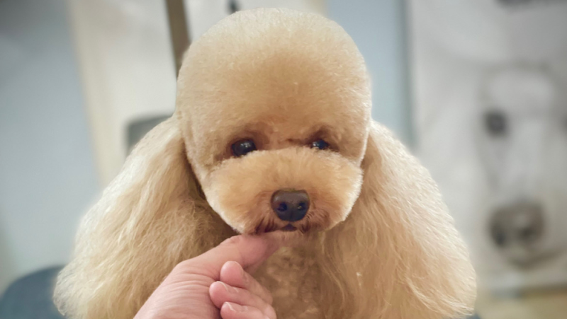 Grooming Pietro Vitale | Toelettatura Catania - Foto 1