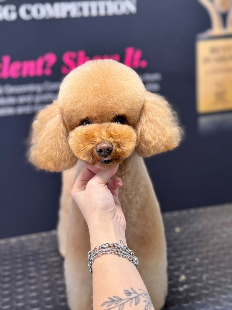 Grooming Pietro Vitale | Toelettatura Catania - Foto 2