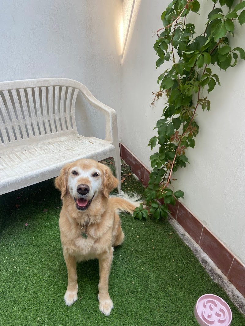 Grooming Pietro Vitale | Toelettatura Catania - Foto 3