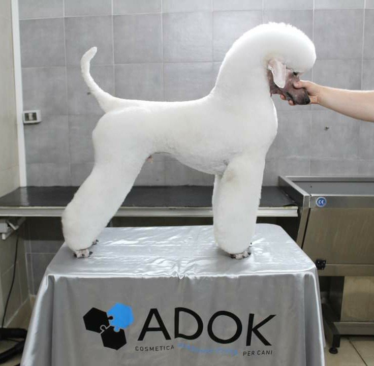 Grooming Pietro Vitale | Toelettatura Catania - Foto 5