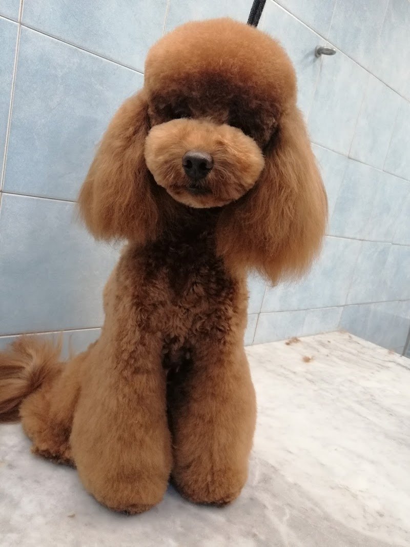 Grooming Pietro Vitale | Toelettatura Catania - Foto 6