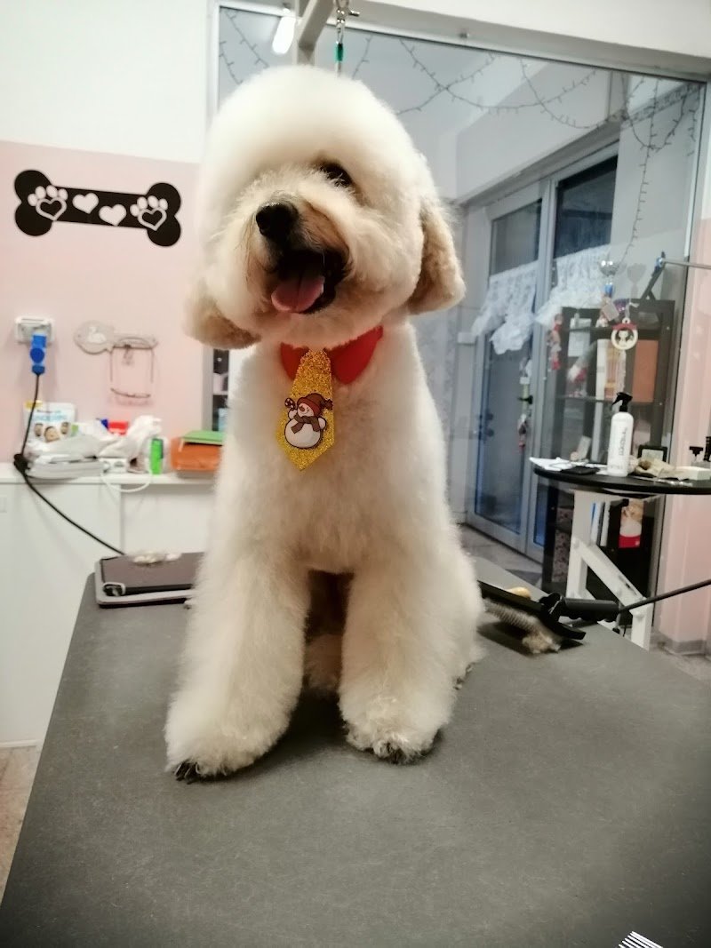 Grooming Space. Il Salotto del Cane e del Gatto - Foto 1