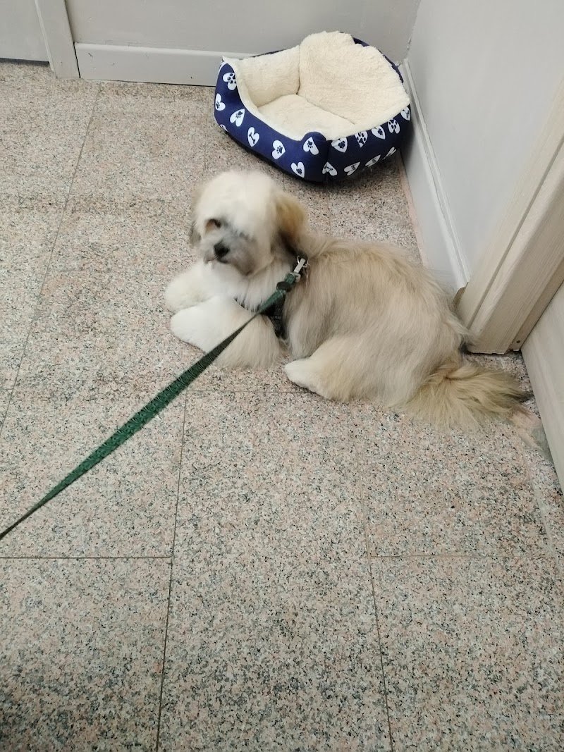 Grooming Space. Il Salotto del Cane e del Gatto - Foto 2