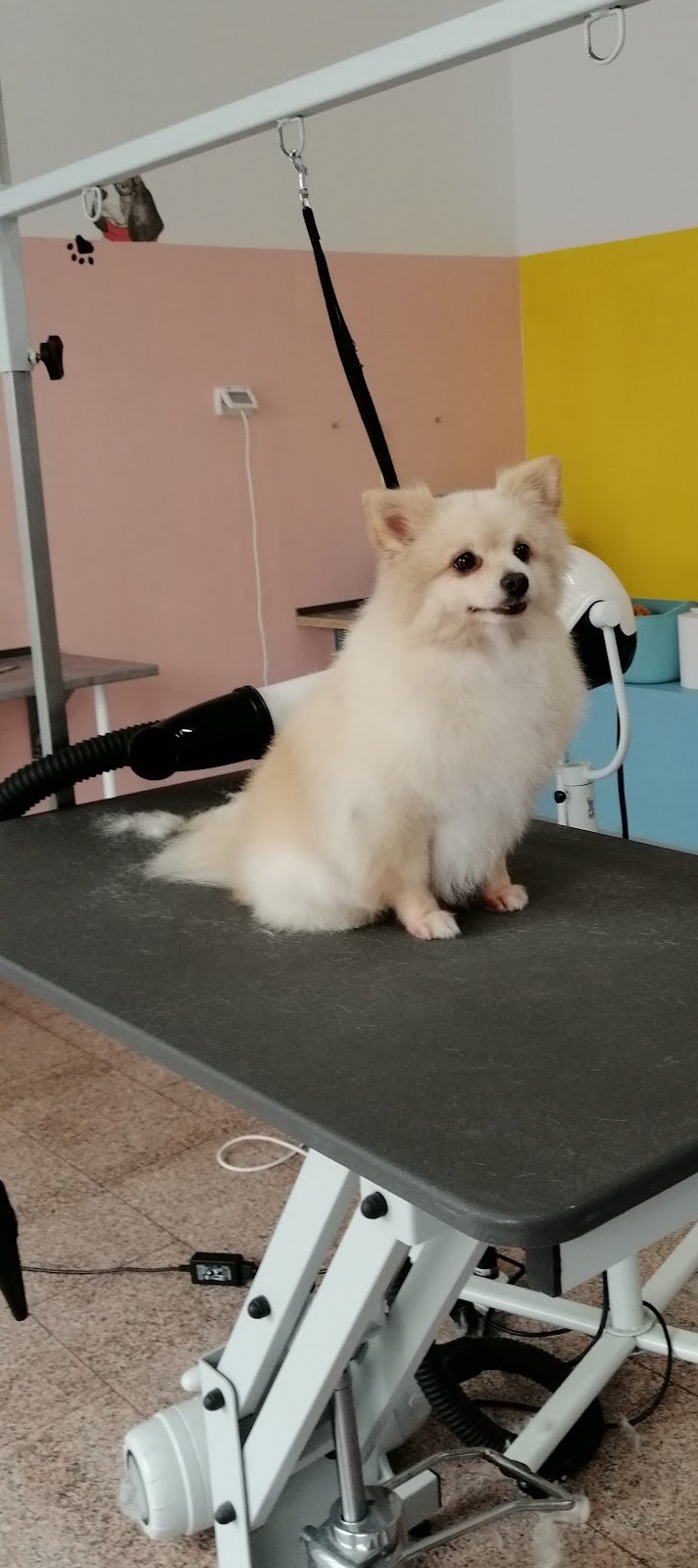 Grooming Space. Il Salotto del Cane e del Gatto - Foto 3