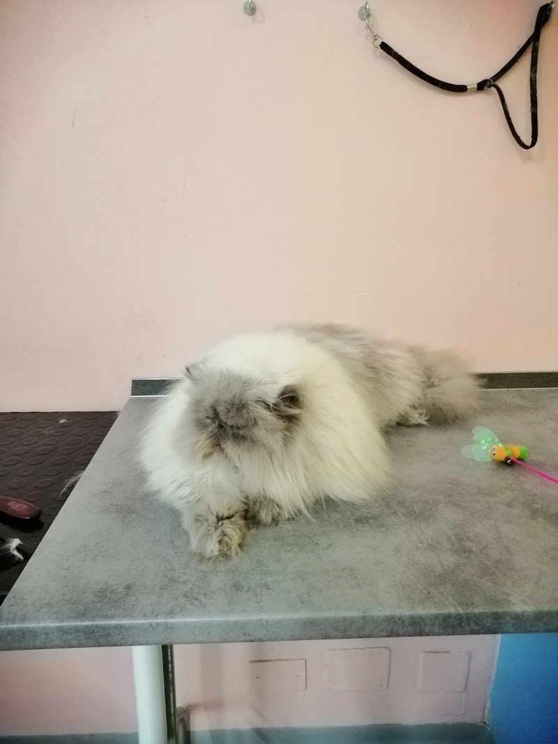 Grooming Space. Il Salotto del Cane e del Gatto - Foto 5