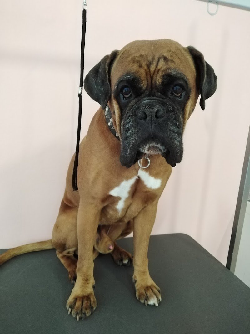 Grooming Space. Il Salotto del Cane e del Gatto - Foto 6