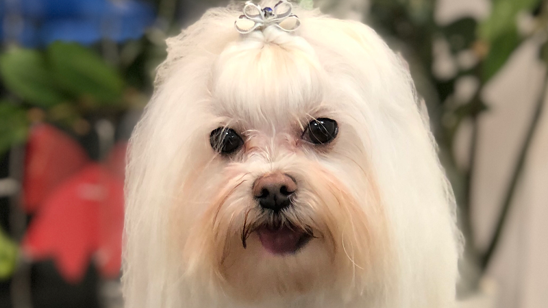 Grooming Studio - Foto 1