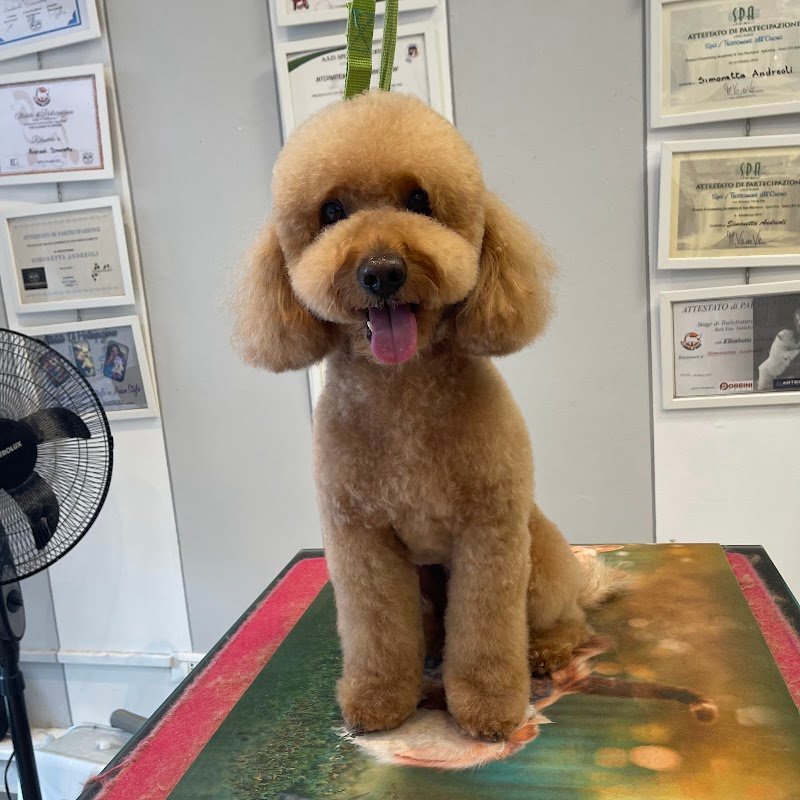 Grooming Studio - Foto 2