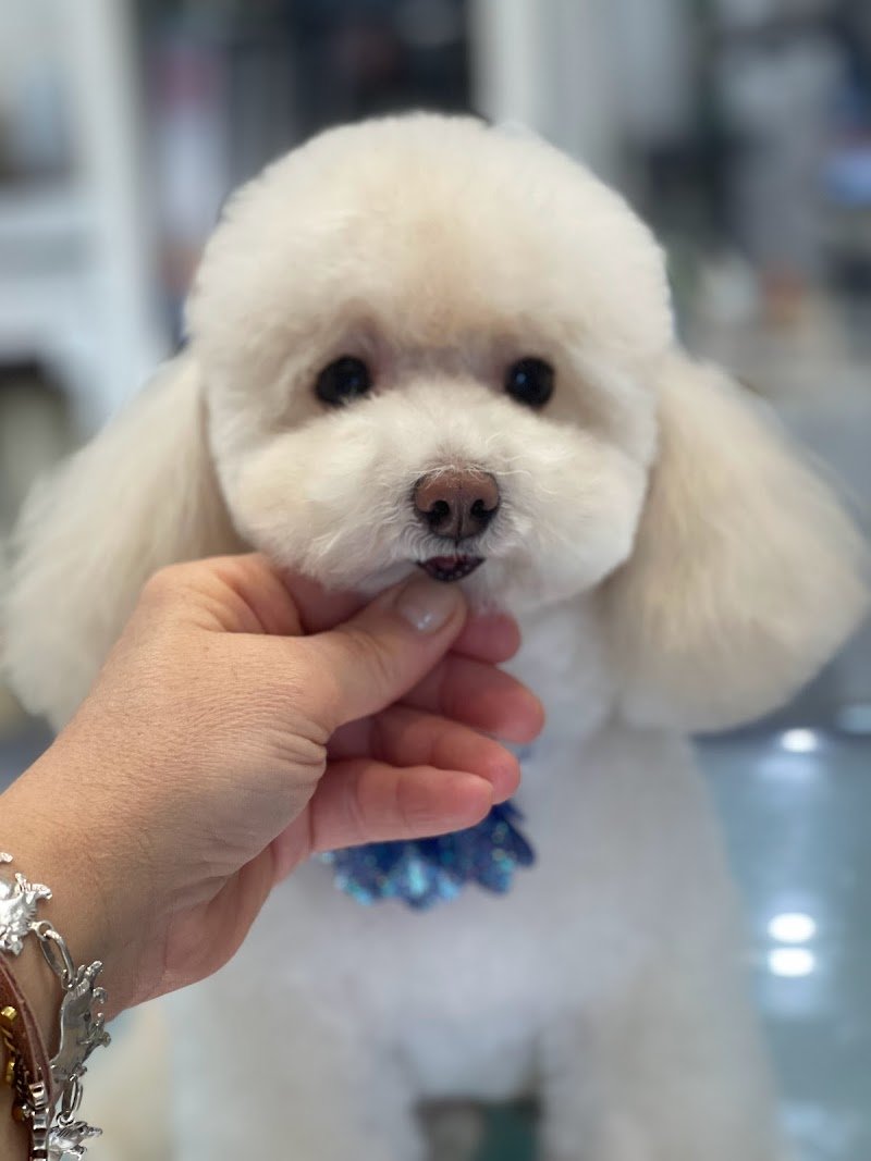 Grooming Studio - Foto 4