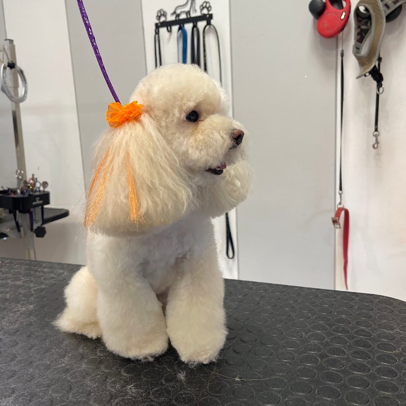 Grooming Studio - Foto 5