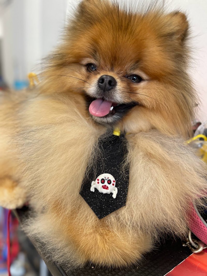 Grooming Studio - Foto 6