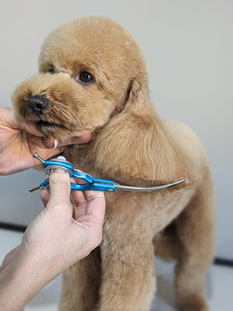 Grooming Studio - Foto 1