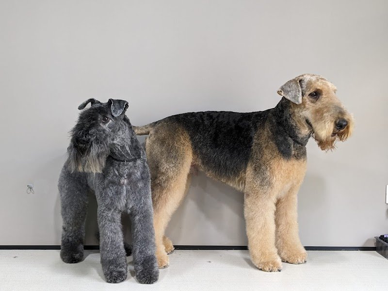 Grooming Studio - Foto 2