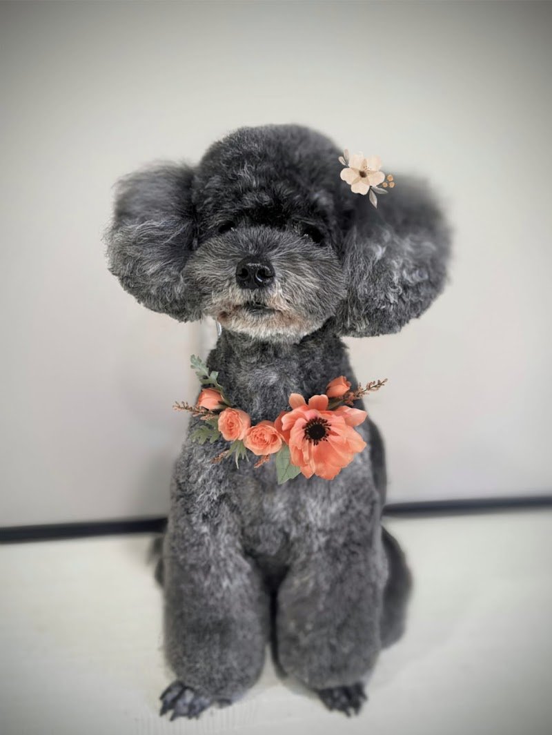 Grooming Studio - Foto 4