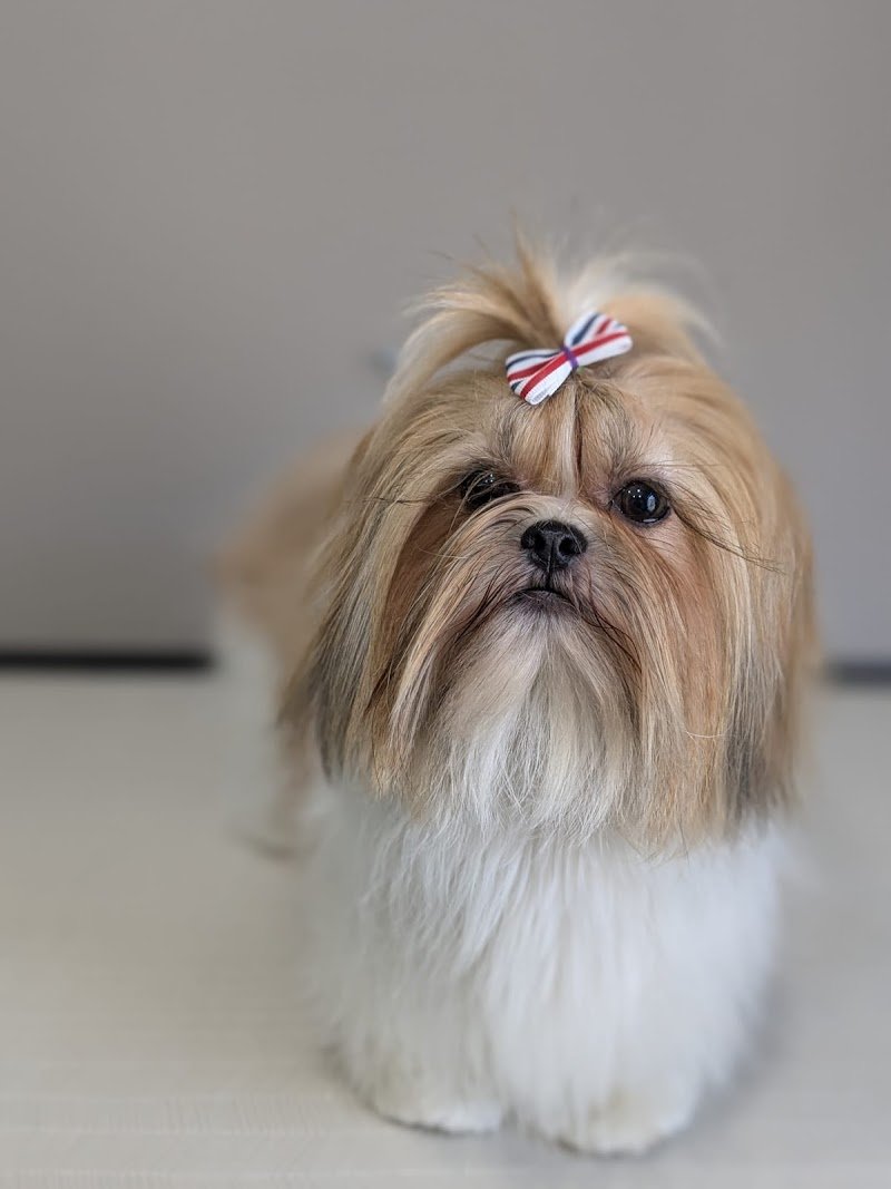 Grooming Studio - Foto 5